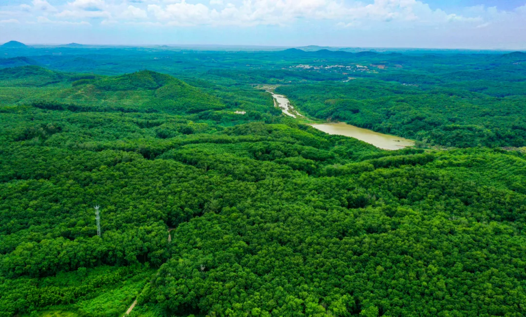 海南开云电子：自然开云电子工业之树枝繁叶茂